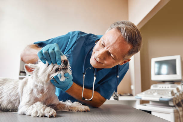 Best Emergency Treatment for Dental Infections or Abscesses in Yermo, CA